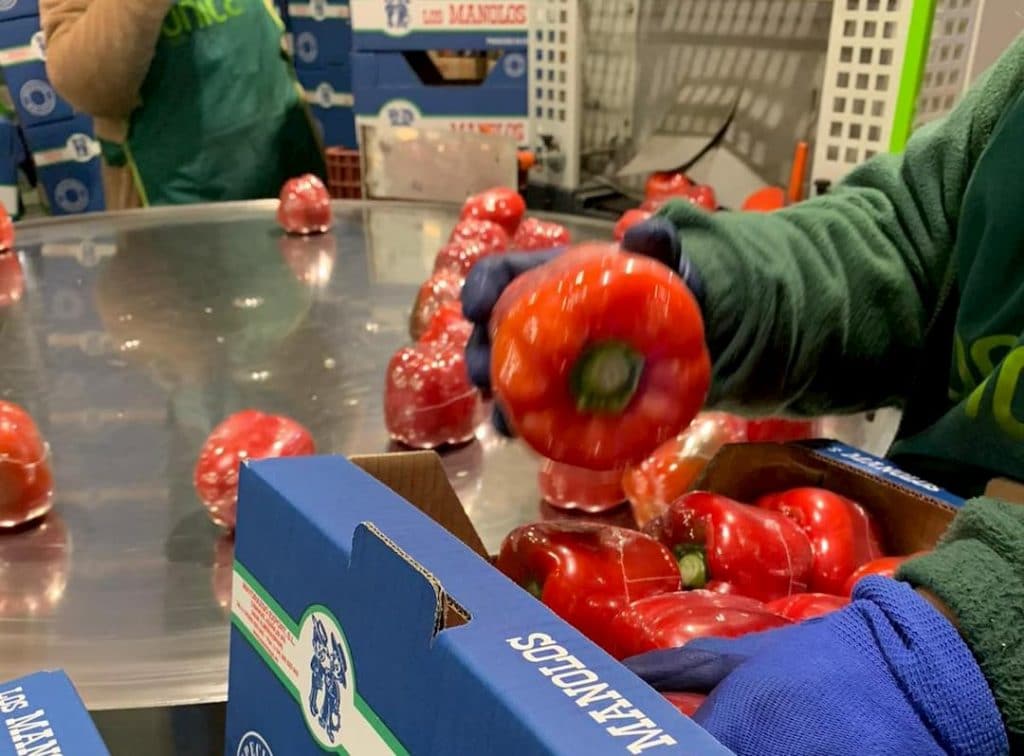 Bell Peppers to export from spain to another countries by Mayorazgo - Los Manolos