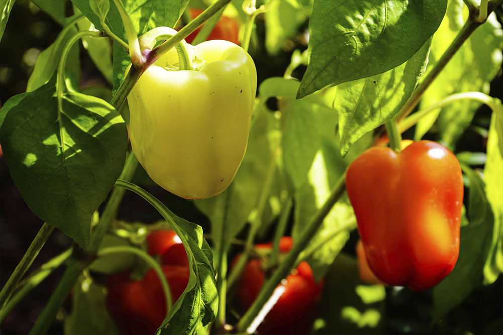 Characteristics required for exporting california peppers